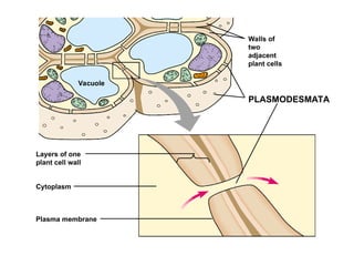 Vacuole
Layers of one
plant cell wall
Walls of
two
adjacent
plant cells
PLASMODESMATA
Cytoplasm
Plasma membrane
 