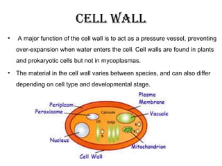 • A major function of the cell wall is to act as a pressure vessel, preventing
over-expansion when water enters the cell. Cell walls are found in plants
and prokaryotic cells but not in mycoplasmas.
• The material in the cell wall varies between species, and can also differ
depending on cell type and developmental stage.
Cell wall
 