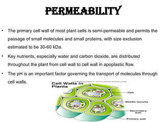 • The primary cell wall of most plant cells is semi-permeable and permits the
passage of small molecules and small proteins, with size exclusion
estimated to be 30-60 kDa.
• Key nutrients, especially water and carbon dioxide, are distributed
throughout the plant from cell wall to cell wall in apoplastic flow.
• The pH is an important factor governing the transport of molecules through
cell walls.
Permeability
 