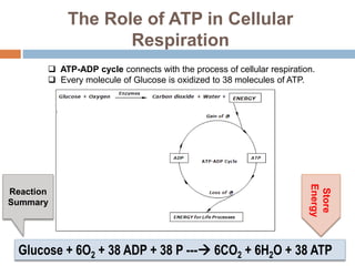 The Energy of Life: An Exploration of ATP | PPTX