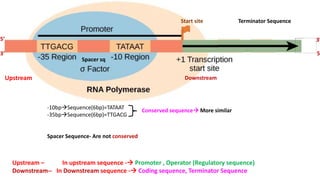 Prokaryotic transcription 