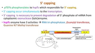 5’ capping
• pTEFb phosphorylates to hspTs which responsible for 5’ capping.
• 5’ capping occur simultaneously to the transcription.
• 5’ capping is necessary to prevent degradation of 5’ phosphate of mRNA from
cytoplasmic exonuclease (lytic)enzyme.
• hspTs enzyme have 3 activities  RNA tri-phosphatase ,Guanylyl transferase,
Guanine N7 Methyl transferase
 