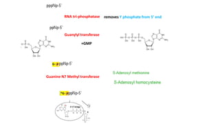 RNA tri-phosphatase removes ϒ phosphate from 5’ end
Guanylyl transferase
+GMP
Guanine N7 Methyl transferase
 
