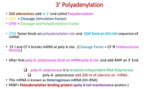 3’ Polyadenylation
• 250 adenosines add at 3’ end called Polyadenylation
• CStF = Cleavage stimulation Factors
• CPSF = Cleavage and Polyadenylation Factor
• CPSF factor binds on polyadenylation site and CStF bind on GU rich sequence of
mRNA.
• CF I and CF II breaks mRNA at poly A site . (Cleavage Factor = CF Endonuclease
Activity)
• After that poly-A- polymerase bind on mRNA poly A site and add AMP on 3’ End.
 poly-A- polymerase it is template independent RNA Polymerase
 poly-A- polymerase add 200 nt of adenine on mRNA .
• This mRNA is known as Heterogenous mRNA (Hn-RNA)
• PABP= Polyadenylation binding protein (poly A tail maintenance protein )
 