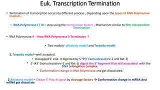 Euk. Transcription Termination
• Termination of transcription occurs by different process , depending upon the types of RNA Polymerase
involves .
• RNA Polymerase I / III – stop using the termination factors , Mechanism similar to Rho independent
Termination
• RNA Polymerase II – How RNA Polymerase II Terminates ?
• Two models- allosteric model and Torpedo model
1. Torpedo model –well accepted.
• Uncapped 5’ end- it digested by 5’3’ Exonuclease(xnr-2 and Rat-1)
* 5’3’ Exonuclease(xnr-2 and Rat-1) digest the 3’ fragment that still associated with the
DNA /elongation complex.
• Conformation change in RNA Polymerase and get dissociated.
2.Allosteric model – Cleave 3’ Poly-A signal by cleavage factors  Conformation change in mRNA And
mRNA get dissociate
 