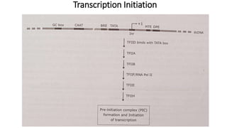 Transcription Initiation
 