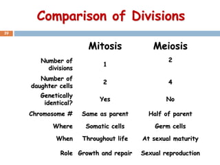 Exploring the Cell Cycle and Cell Division | PPTX