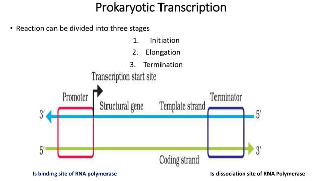 Prokaryotic transcription | PPT | Free Download
