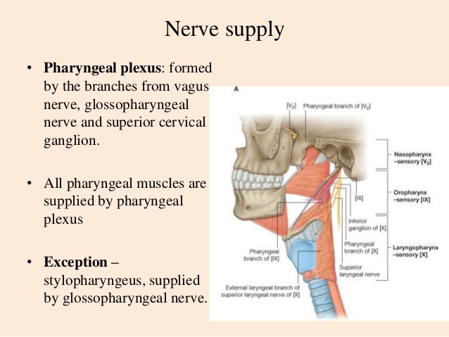 Lec.5,pharynx pt&rc
