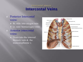 Posterior Intercostal veins: 
Rt. side: into azygos vein 
Lt. side: hemiazygos veins 
Anterior intercostal veins: 
Drain into the internal thoracic vein & the musculophrenic v.  