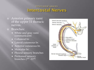Anterior primary rami of the upper 11 thoracic nerves. 
Branches: 
White and gray rami communicants 
Collateral br. 
Lateral cutaneous br. 
Anterior cutaneous br. 
Muscular br. 
Pleural sensory branches 
Peritoneal sensory branches (7th -11th)  