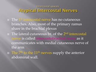 The 1st intercostal nerve has no cutaneous branches. Also, most of the primary ramus share in the brachial plexus 
The lateral cutaneous br. of the 2nd intercostal nerve is called intercostobrachial nerve as it communicates with medial cutaneous nerve of the arm 
The 7th to the 11th nerves supply the anterior abdominal wall.  