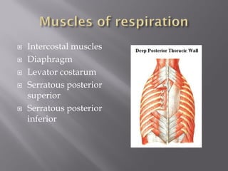 Intercostal muscles 
Diaphragm 
Levator costarum 
Serratous posterior superior 
Serratous posterior inferior  