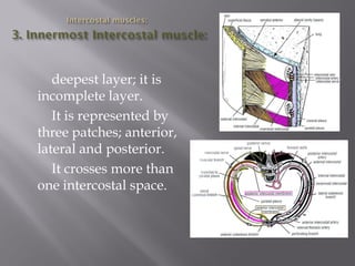 deepest layer; it is incomplete layer. 
It is represented by three patches; anterior, lateral and posterior. 
It crosses more than one intercostal space.  