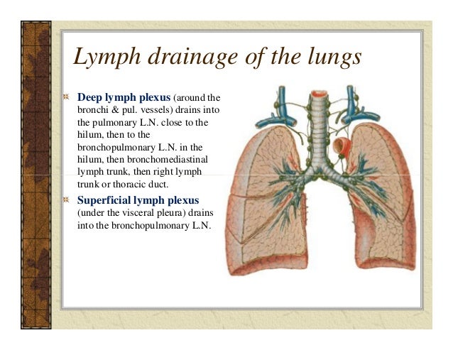 Lec.8 lungs pt&rc