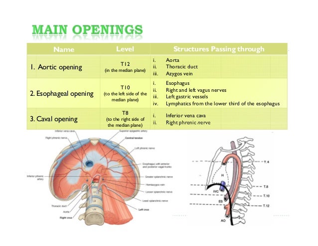 Lec.9 diaphragm pt&rt