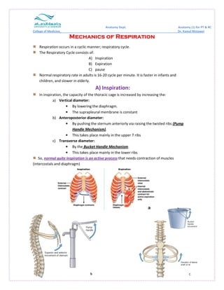 College of Medicine 
Mechanics MMMeeeccchhhaaannniiicccsss ooooffff RRRReeeessssppppiiiirrrraaaattttiiiioooonnnn 
Respiration occurs in a cyclic manner; respiratory cycle. 
The Respiratory Cycle consists of: 
Normal respiratory rate in adults is 16 
children, and slower in elderly. 
In inspiration, the capacity of the thoracic cage is increased by increasing the: 
a) Vertical diameter: 
• By lowering the diaphragm. 
• The suprapleural membrane is constant 
b) Anteroposterior diameter: 
• By pushing the sternum anteriorly v 
Handle Mechanism) 
• This takes place mainly in the upper 7 ribs 
c) Transverse diameter: 
• By the Bucket Handle Mechanism 
• This takes place mainly in the lower ribs 
So, normal quite inspiration is an active process 
(intercostals and diaphragm) 
Anatomy Dept. 
MMMMeeeecccchhhhaaaannnniiiiccccssss A) Inspiration 
B) Expiration 
C) pause 
16-20 cycle per minute. It is faster in infants and 
A) Inspiration: 
via raising the twisted ribs 
Mechanism). 
Mechanism. 
that needs contraction of muscles 
Anatomy (1) for PT & RC 
Dr. Kamal Motawei 
1 
. ia (Pump 
 