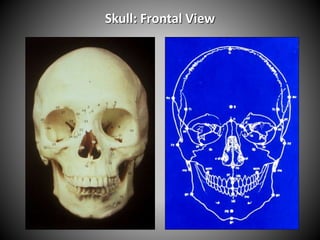 Skull: Frontal View
 