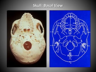 Skull: Basal View
 