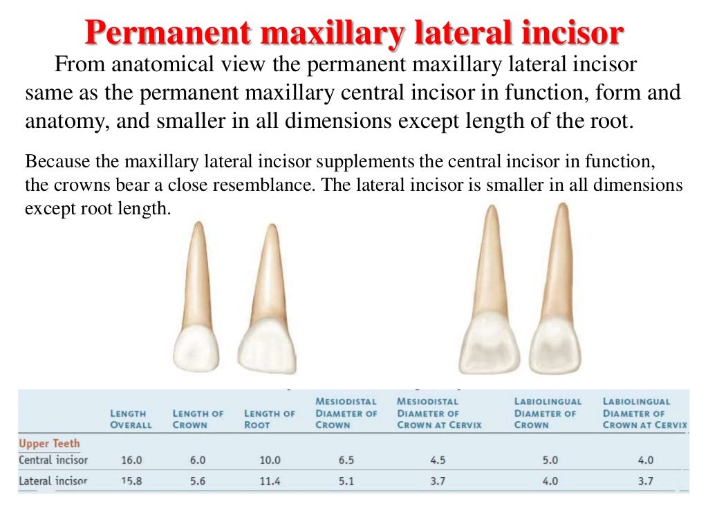 Lec.5. Dental anatomy 2018pptx