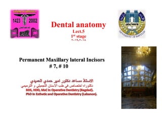 Dental anatomy
Lect.5
1st stage
2018-2019
Permanent Maxillary lateral Incisors
# 7, # 10
 