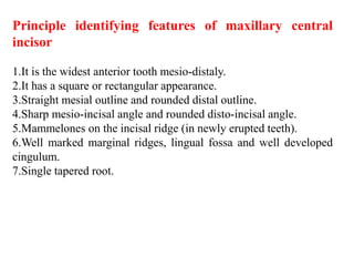 Lec.5. dental anatomy 2018-Permanent Maxillary lateral Incisors # 7 ...