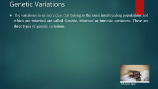 Genetic Variations
 The variations in an individual that belong to the same interbreeding populations and
which are inherited are called Genetic, inherited or intrinsic variations. There are
three types of genetic variations.
Musca Spp
 