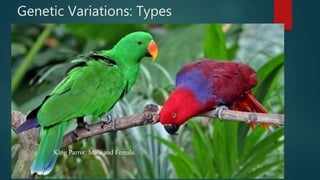 Genetic Variations: Types
 Sexual Dimorphism
King Parrot: Male and Female
 