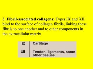 Lec.5 fibrous proteins. copy | PPTX