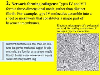 2. Network-forming collagens: Types IV and VII
form a three-dimensional mesh, rather than distinct
fibrils. For example, type IV molecules assemble into a
sheet or meshwork that constitutes a major part of
basement membranes.
Electron micrograph of a polygonal
network formed by association of
collagen type IV monomers.
 