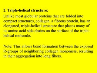 2. Triple-helical structure:
Unlike most globular proteins that are folded into
compact structures, collagen, a fibrous protein, has an
elongated, triple-helical structure that places many of
its amino acid side chains on the surface of the triple-
helical molecule.
Note: This allows bond formation between the exposed
R-groups of neighboring collagen monomers, resulting
in their aggregation into long fibers.
 