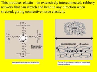 This produces elastin—an extensively interconnected, rubbery
network that can stretch and bend in any direction when
stressed, giving connective tissue elasticity
 
