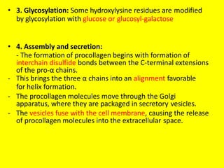 • 3. Glycosylation: Some hydroxylysine residues are modified
by glycosylation with glucose or glucosyl-galactose
• 4. Assembly and secretion:
- The formation of procollagen begins with formation of
interchain disulfide bonds between the C-terminal extensions
of the pro-α chains.
- This brings the three α chains into an alignment favorable
for helix formation.
- The procollagen molecules move through the Golgi
apparatus, where they are packaged in secretory vesicles.
- The vesicles fuse with the cell membrane, causing the release
of procollagen molecules into the extracellular space.
 