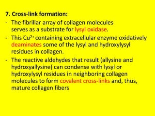 7. Cross-link formation:
- The fibrillar array of collagen molecules
serves as a substrate for lysyl oxidase.
- This Cu2+ containing extracellular enzyme oxidatively
deaminates some of the lysyl and hydroxylysyl
residues in collagen.
- The reactive aldehydes that result (allysine and
hydroxyallysine) can condense with lysyl or
hydroxylysyl residues in neighboring collagen
molecules to form covalent cross-links and, thus,
mature collagen fibers
 