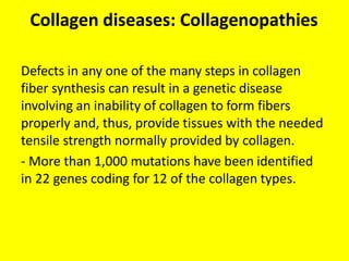 Collagen diseases: Collagenopathies
Defects in any one of the many steps in collagen
fiber synthesis can result in a genetic disease
involving an inability of collagen to form fibers
properly and, thus, provide tissues with the needed
tensile strength normally provided by collagen.
- More than 1,000 mutations have been identified
in 22 genes coding for 12 of the collagen types.
 