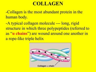 COLLAGEN
-Collagen is the most abundant protein in the
human body.
-A typical collagen molecule --- long, rigid
structure in which three polypeptides (referred to
as “α chains”) are wound around one another in
a rope-like triple helix
 