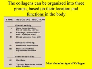 The collagens can be organized into three
groups, based on their location and
functions in the body
•
Most abundant type of Collagen
 