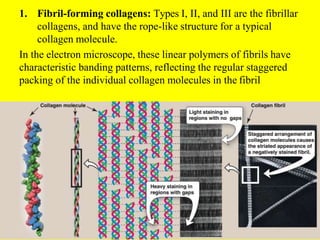 1. Fibril-forming collagens: Types I, II, and III are the fibrillar
collagens, and have the rope-like structure for a typical
collagen molecule.
In the electron microscope, these linear polymers of fibrils have
characteristic banding patterns, reflecting the regular staggered
packing of the individual collagen molecules in the fibril
.
 