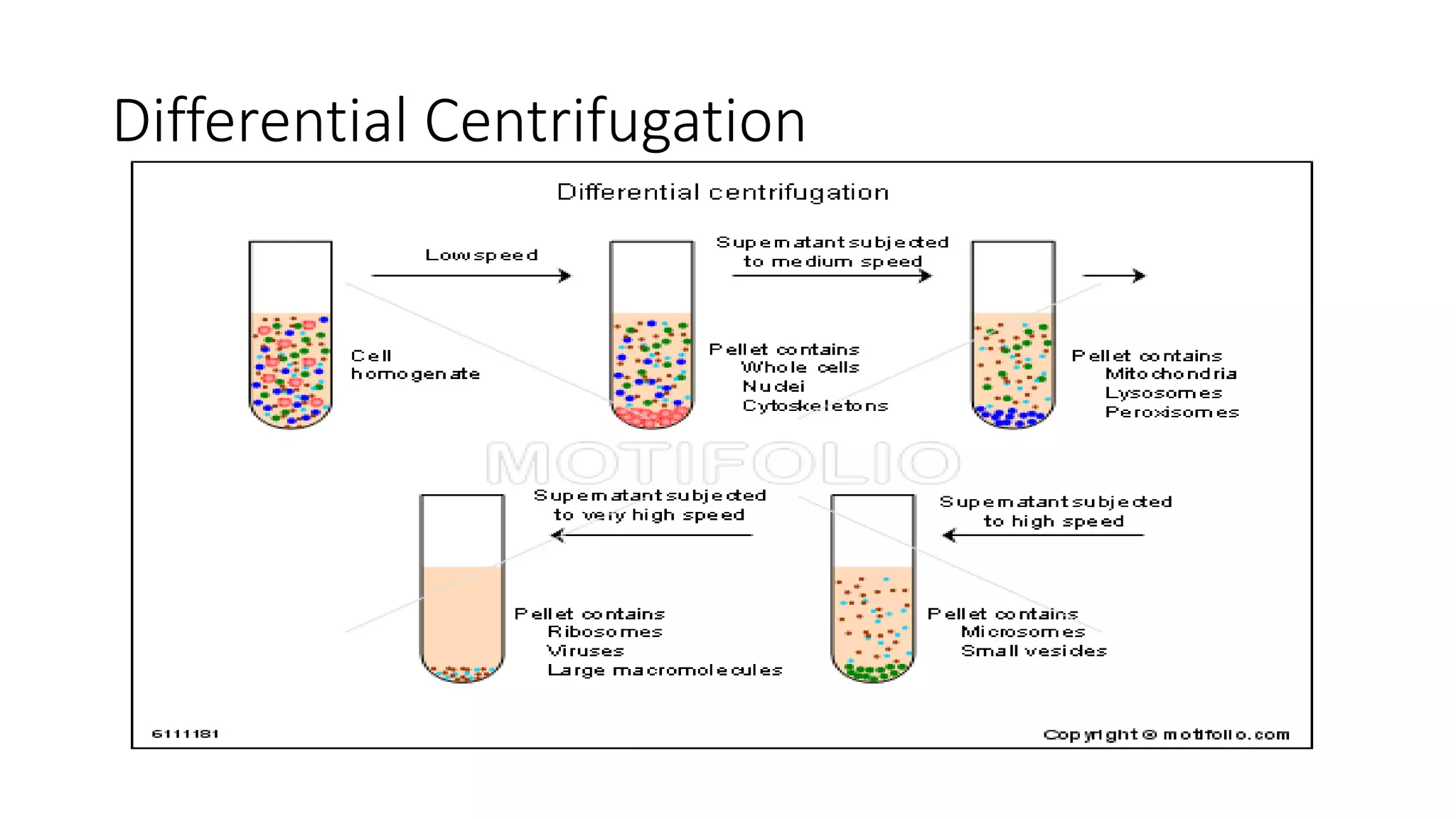 Differential Centrifugation
 