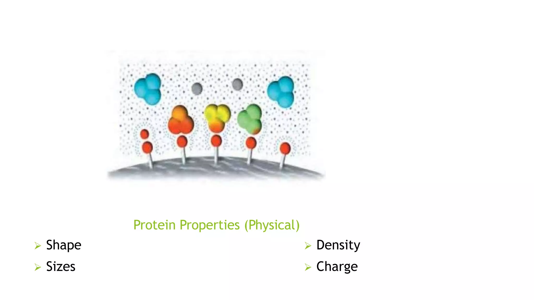 Protein Properties (Physical)
 Shape
 Sizes
 Density
 Charge
 