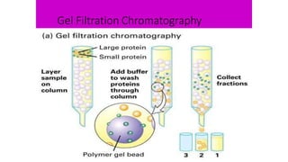 Lec.9 tech.protein separation | PPTX