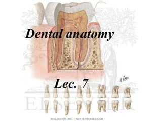 Dental anatomy
Lec. 7
 