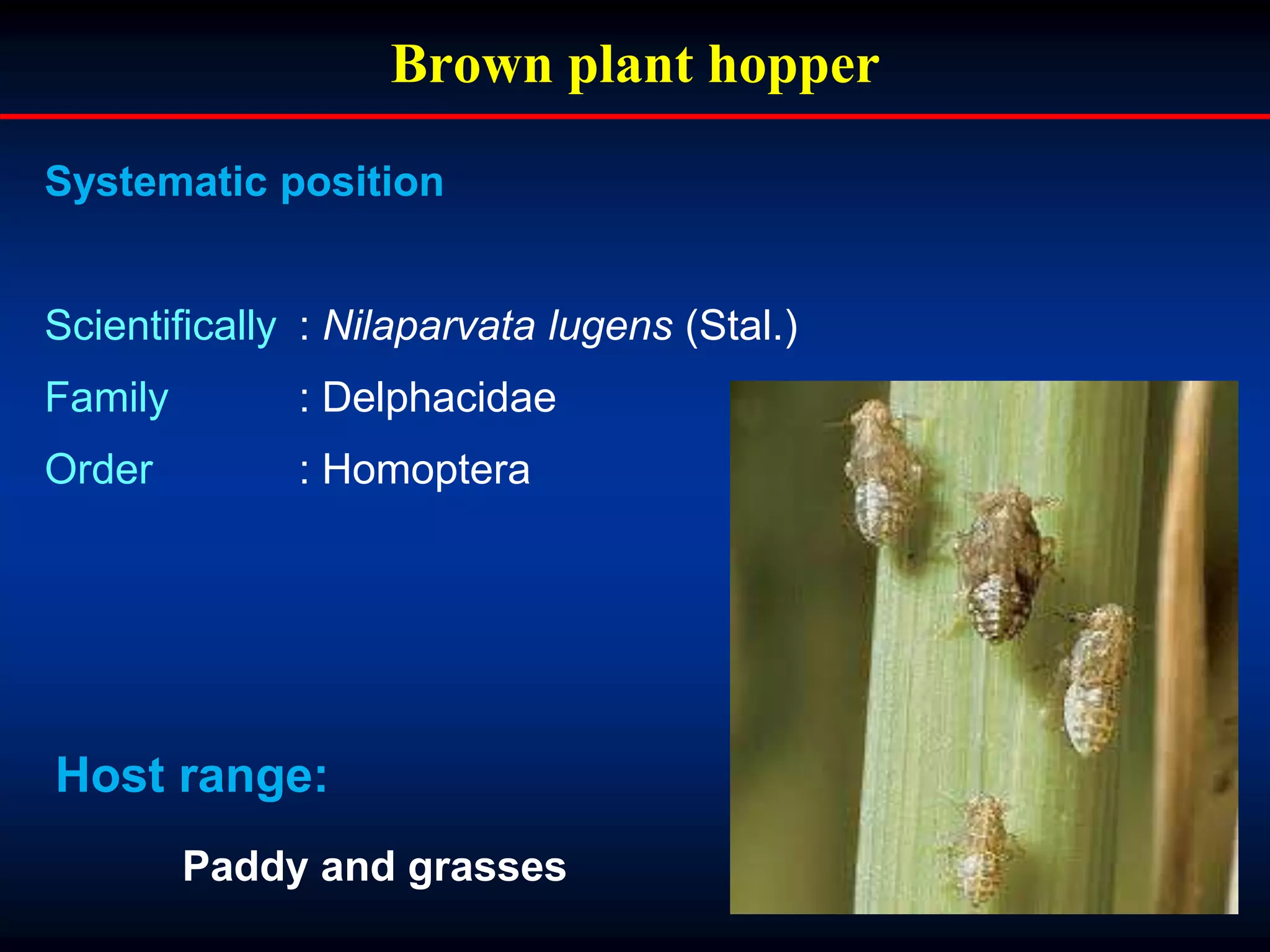 Brown plant hopper
Systematic position
Scientifically : Nilaparvata lugens (Stal.)
Family : Delphacidae
Order : Homoptera
Host range:
Paddy and grasses
 