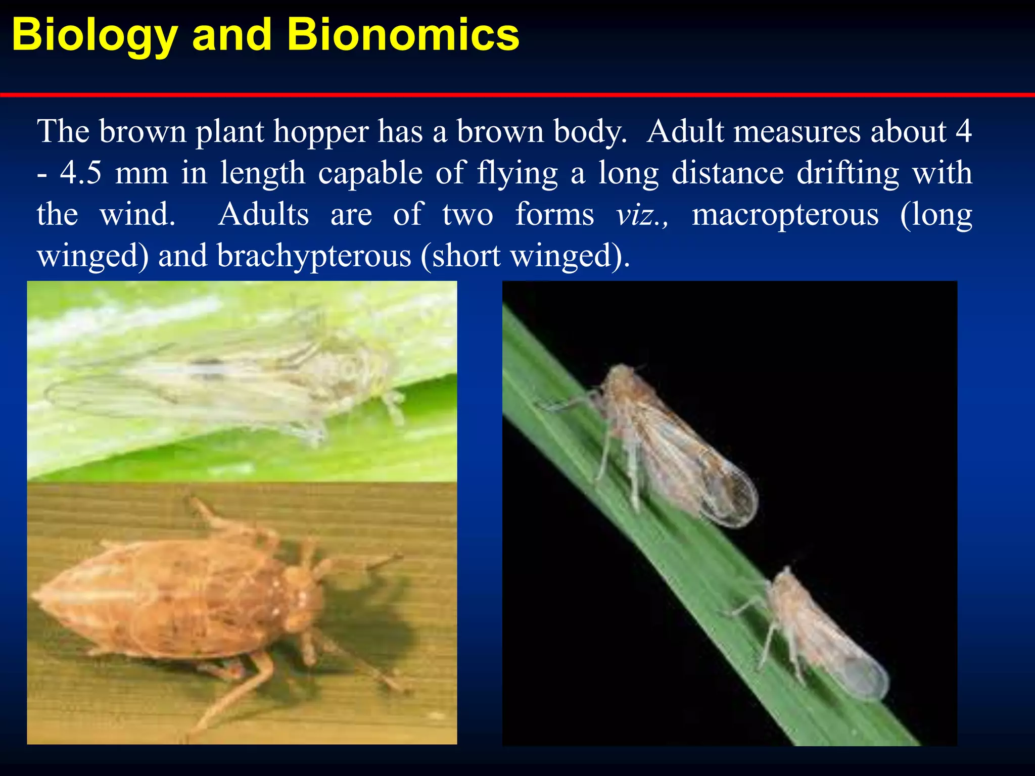 The brown plant hopper has a brown body. Adult measures about 4
- 4.5 mm in length capable of flying a long distance drifting with
the wind. Adults are of two forms viz., macropterous (long
winged) and brachypterous (short winged).
Biology and Bionomics
 