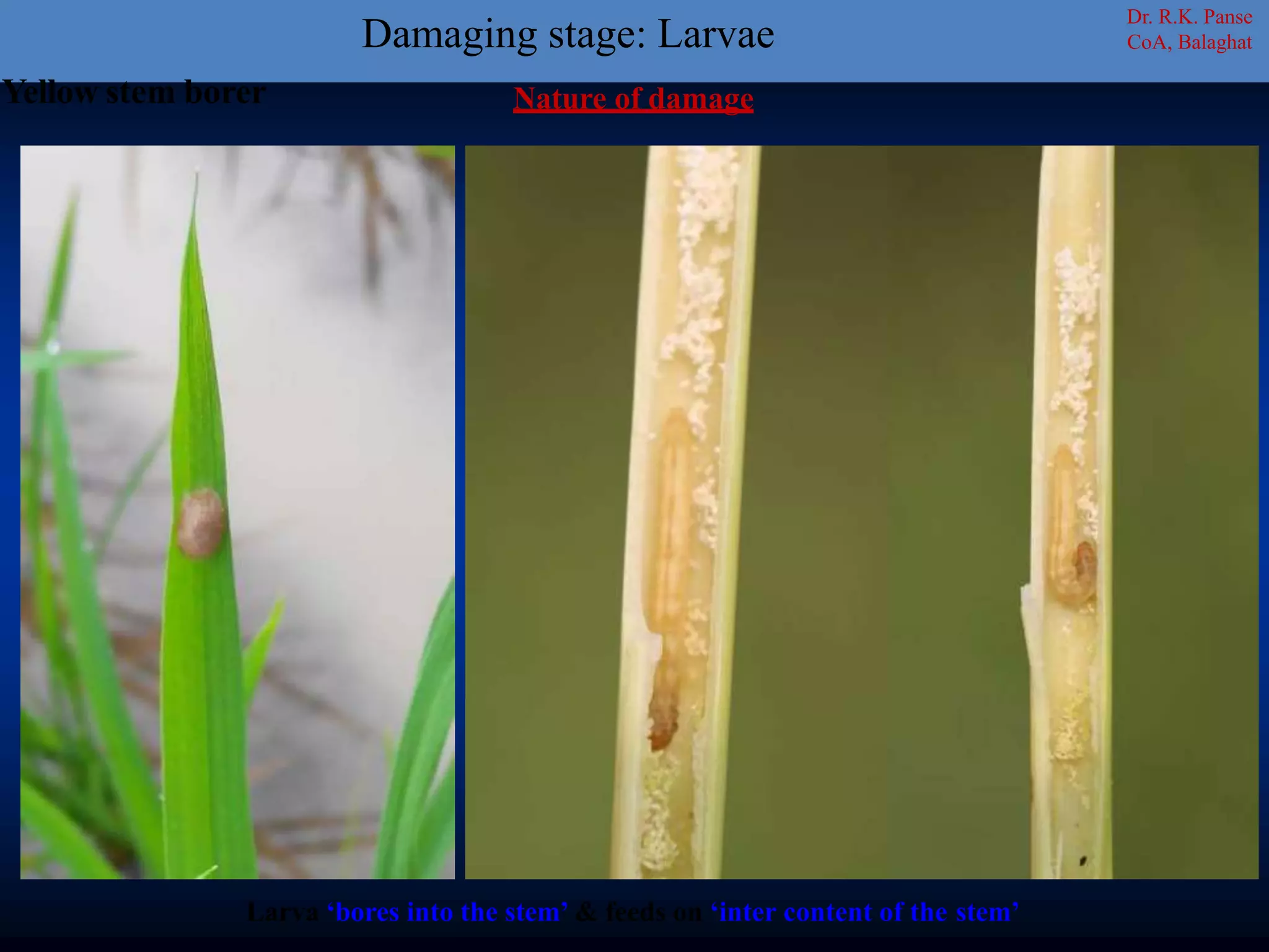 Nature of damage
Larva ‘bores into the stem’ & feeds on ‘inter content of the stem’
Dr. R.K. Panse
CoA, Balaghat
Yellow stem borer
Damaging stage: Larvae
 