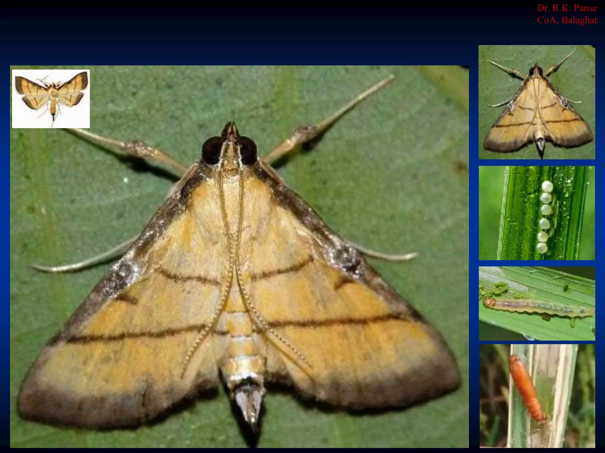 Dr. R.K. Panse
CoA, Balaghat
 