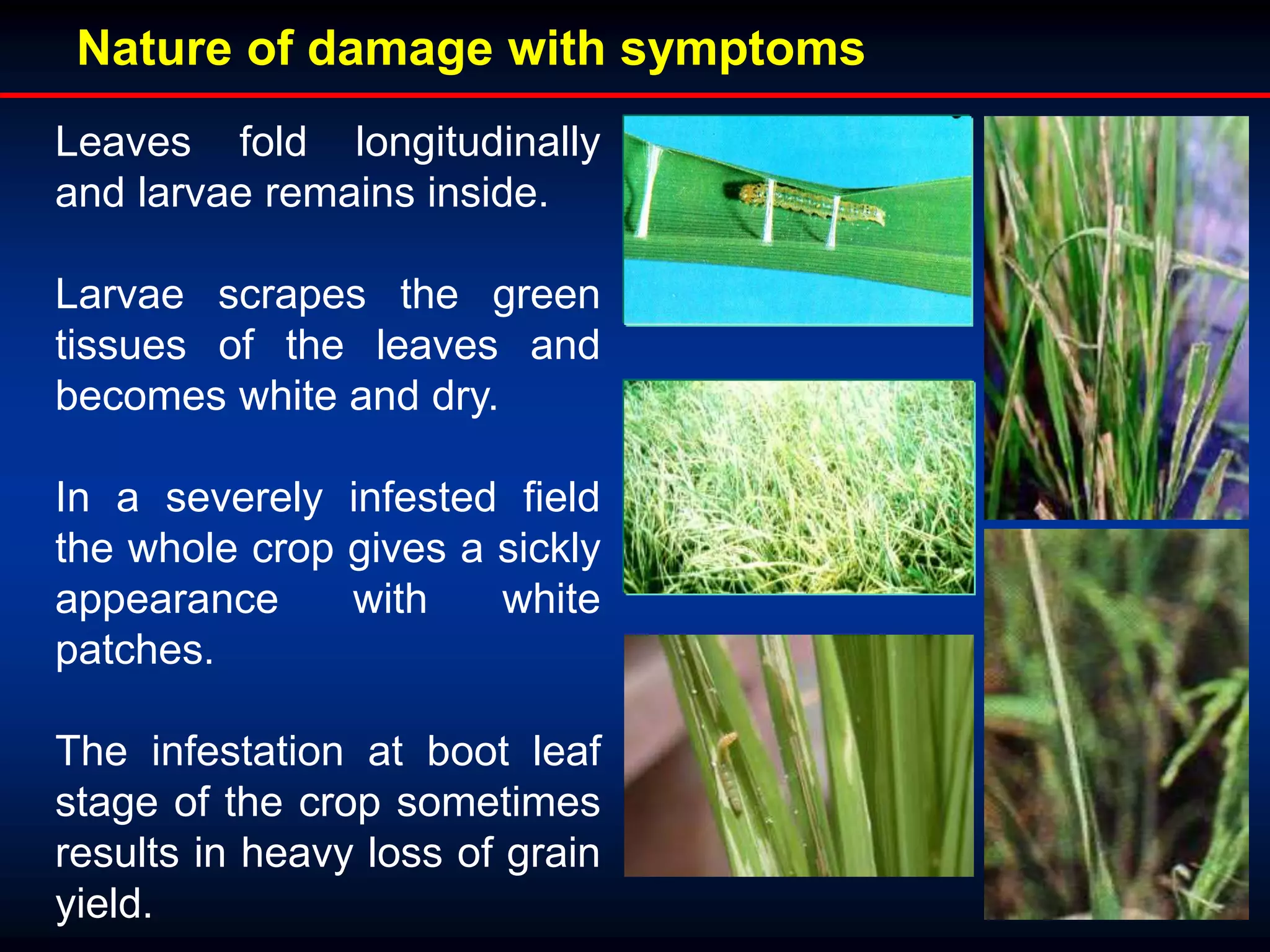 Leaves fold longitudinally
and larvae remains inside.
Larvae scrapes the green
tissues of the leaves and
becomes white and dry.
In a severely infested field
the whole crop gives a sickly
appearance with white
patches.
The infestation at boot leaf
stage of the crop sometimes
results in heavy loss of grain
yield.
Nature of damage with symptoms
 