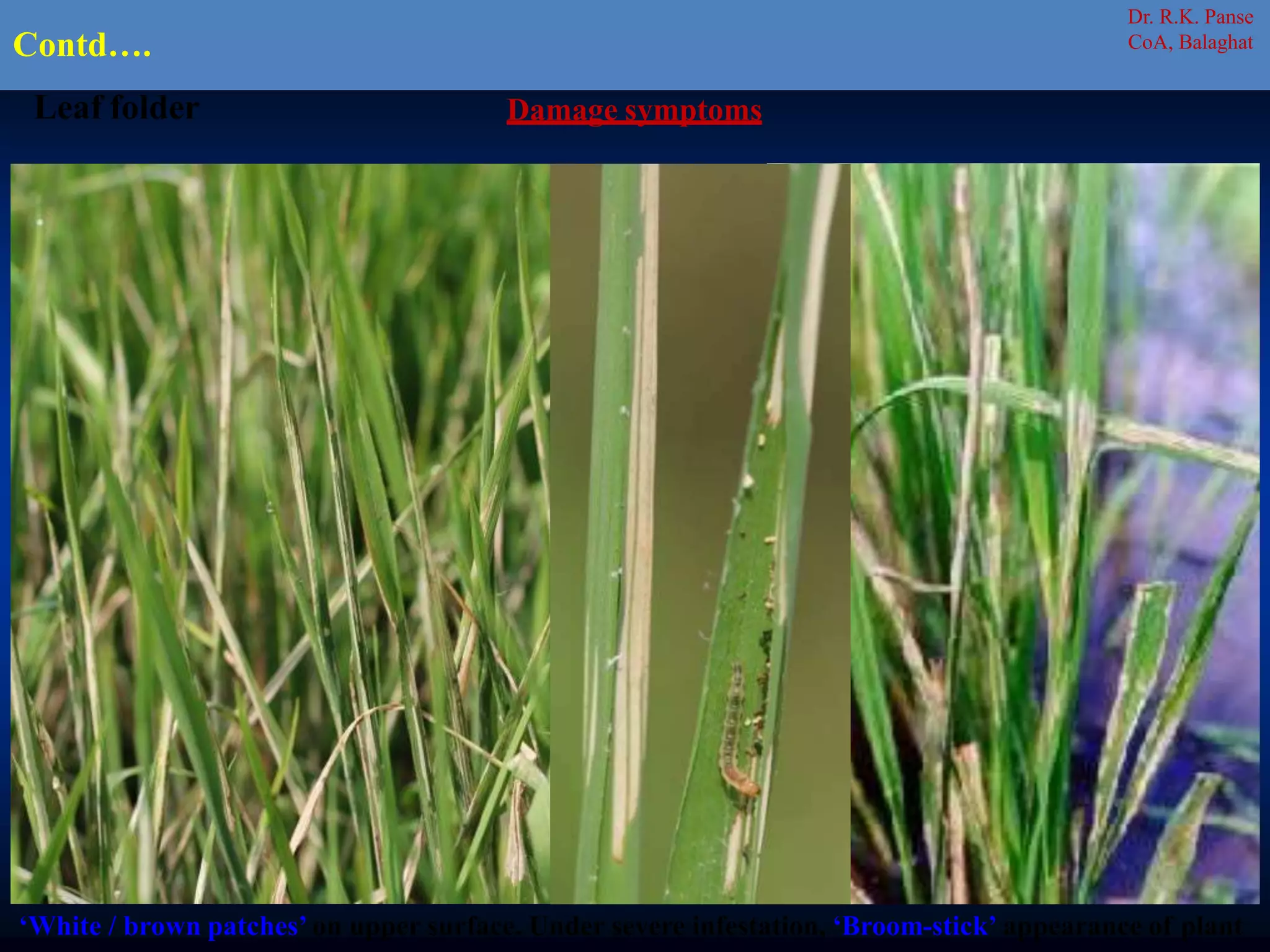 ‘White / brown patches’ on upper surface. Under severe infestation, ‘Broom-stick’ appearance of plant
Damage symptoms
Contd….
Leaf folder
Dr. R.K. Panse
CoA, Balaghat
 