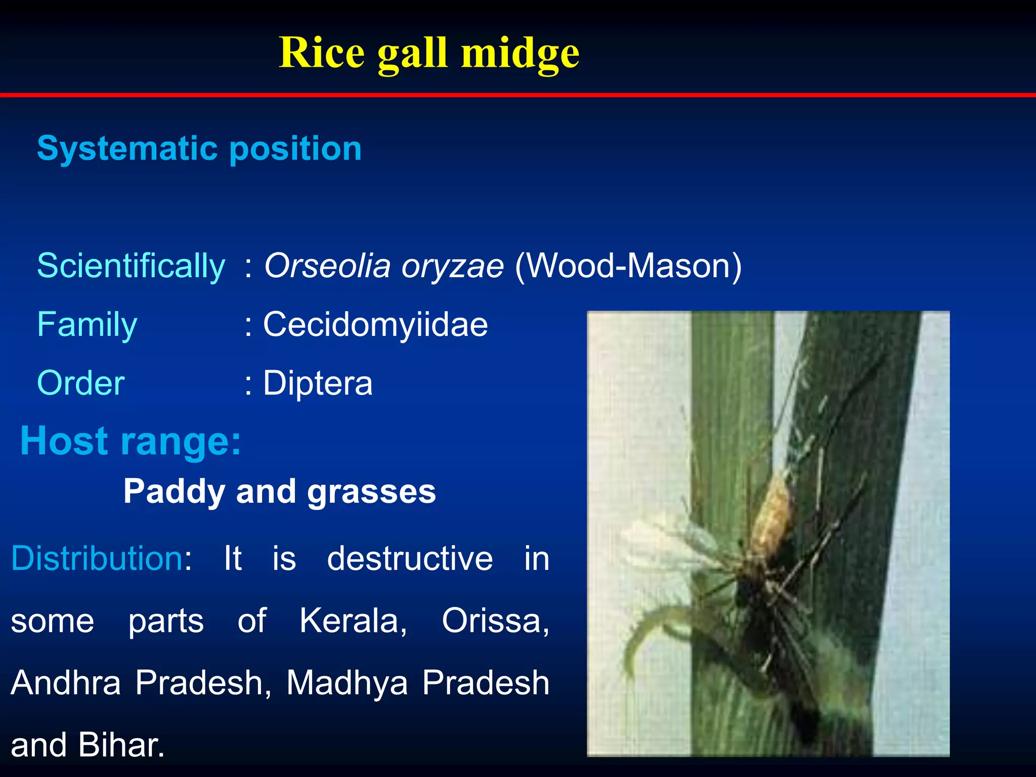 Distribution: It is destructive in
some parts of Kerala, Orissa,
Andhra Pradesh, Madhya Pradesh
and Bihar.
Rice gall midge
Systematic position
Scientifically : Orseolia oryzae (Wood-Mason)
Family : Cecidomyiidae
Order : Diptera
Host range:
Paddy and grasses
 