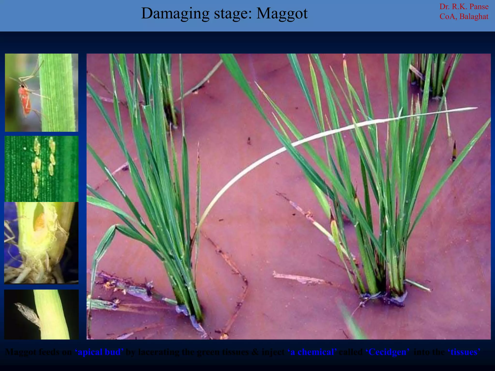 Maggot feeds on ‘apical bud’ by lacerating the green tissues & inject ‘a chemical’ called ‘Cecidgen’ into the ‘tissues’
Dr. R.K. Panse
CoA, BalaghatDamaging stage: Maggot
 